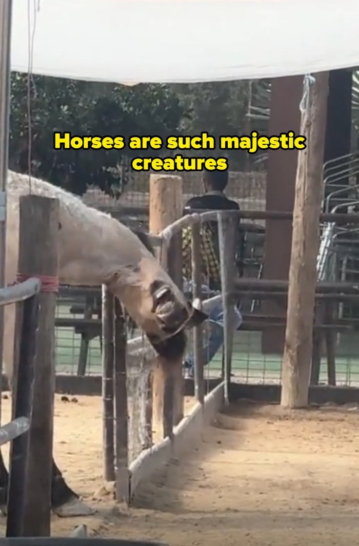 Caballo en un área cercada estirándose sobre la cerca boca abajo con una expresión divertida con la leyenda "los caballos son criaturas tan majestuosas"