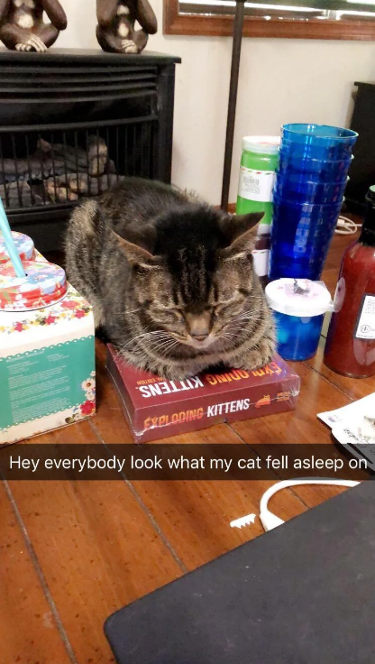 Un gato duerme sobre la caja del juego "Exploding Kittens", con el texto: "Oigan, miren dónde se quedó dormido mi gato"