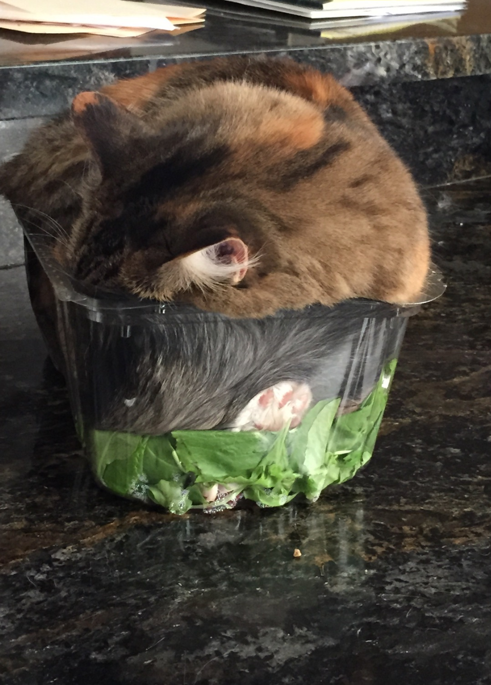 Gato dormido en un recipiente de plástico con hojas de ensalada